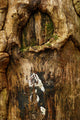 Old Tree Bark Wall Mural