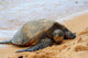 Green Sea Turtle 7 Wall Decal