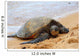 Green Sea Turtle 7 Wall Decal