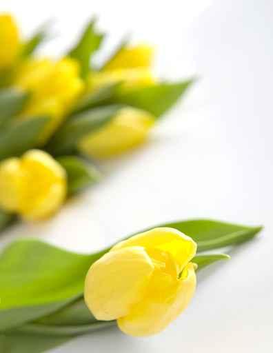 Spring Flowers Wall Decal Design 2