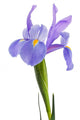 iris flower Wall Decal