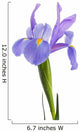 iris flower Wall Decal