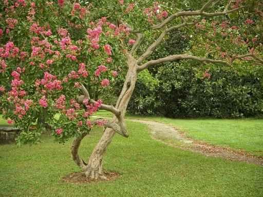 Garden Path Wall Decal