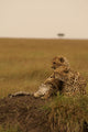 Mother Cheetah and Cub Wall Mural
