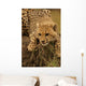 Cheetah Cub Likking Wall Mural