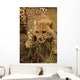 Cheetah Cub Likking Wall Mural