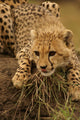 Cheetah Cub Likking Wall Mural