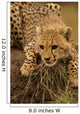 Cheetah Cub Likking Wall Mural