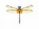 Colorful Dragonfly Wall Decal