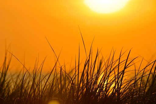 Gras Wall Decal