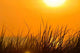 Gras Wall Decal