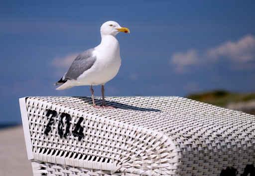 Seagull Wall Decal