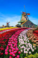 Landscape with Tulips Zaanse Vertical Wall Decal