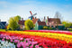 Landscape with Tulips Zaanse Wall Decal