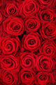 Red Roses Wall Mural