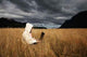 Freedom Working Anywhere Wall Decal
