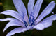 Just Flower Wall Mural