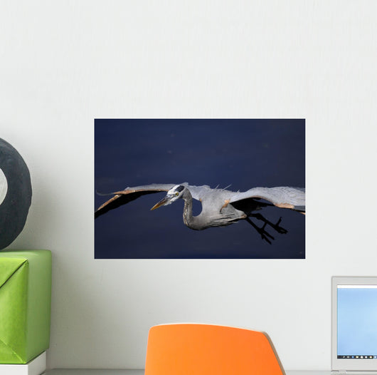 Great Blue Heron Portrait Wall Mural