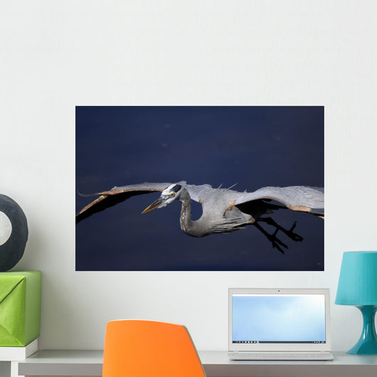 Great Blue Heron Portrait Wall Mural