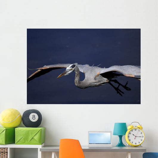Great Blue Heron Portrait Wall Mural