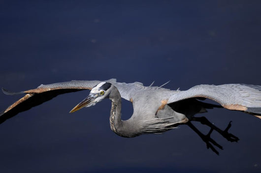 Great Blue Heron Portrait Wall Mural