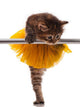 Cute Little Ballet Kitten Wall Decal