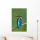 Kingfisher Wall Mural