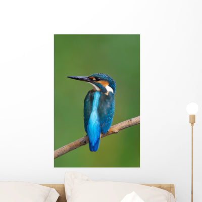 Kingfisher Wall Mural shown on a wall
