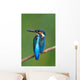 Kingfisher Wall Mural
