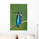Kingfisher Wall Mural