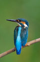 Kingfisher Wall Mural