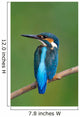 Kingfisher Wall Mural