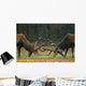 Red deer fight Wall Mural