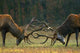 Red deer fight Wall Mural