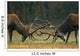 Red deer fight Wall Mural