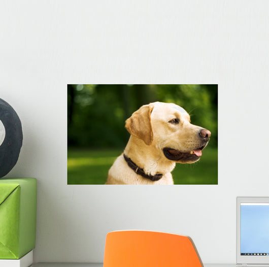 golden dog Wall Mural