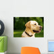 golden dog Wall Mural
