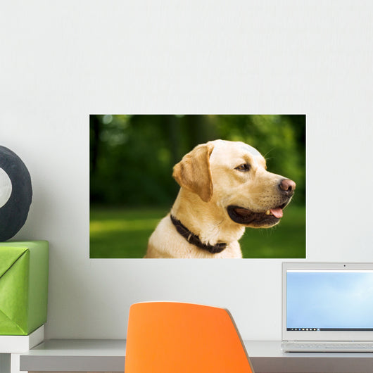 golden dog Wall Mural