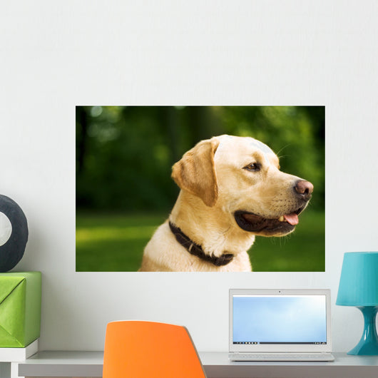 golden dog Wall Mural