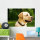 golden dog Wall Mural