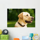 golden dog Wall Mural