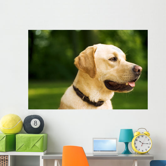golden dog Wall Mural