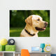 golden dog Wall Mural