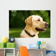 golden dog Wall Mural
