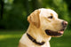 golden dog Wall Mural