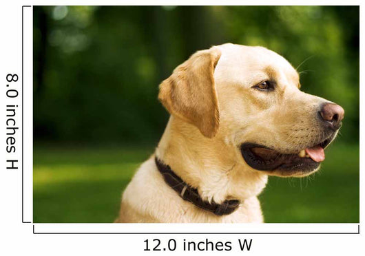golden dog Wall Mural