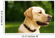 golden dog Wall Mural