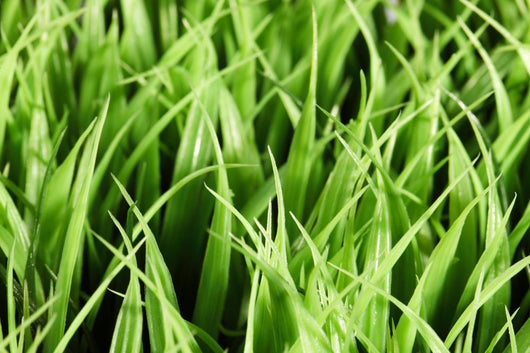 Artificial Grass Wall Mural