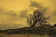 Dry Land Wall Decal