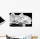 Orchids-b W Wall Mural